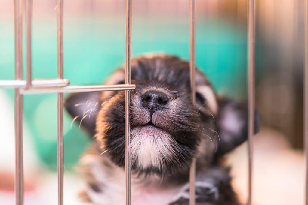 Puppy in hondenbench