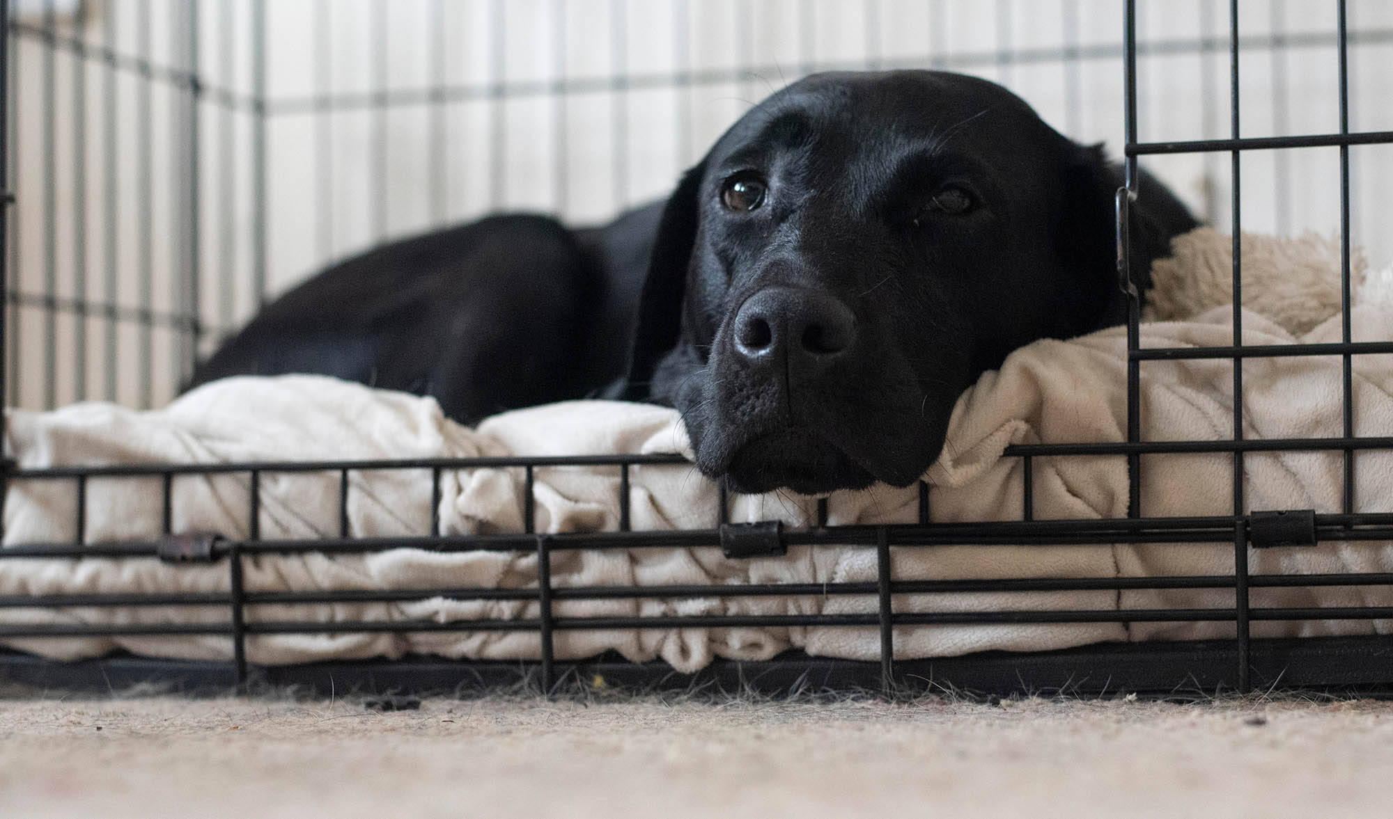 Labrador in bench